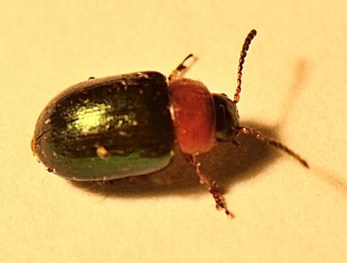 Réf. 338 504 : Gastrophysa polygoni